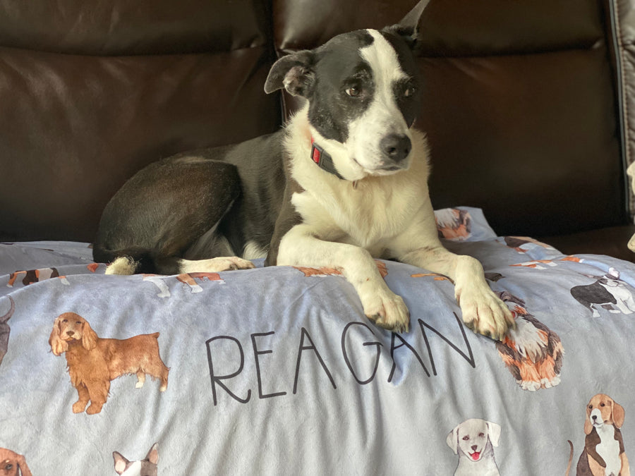Dog Blanket